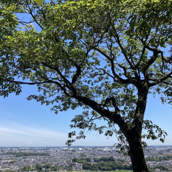 今日も今日とてホームマウンテン
