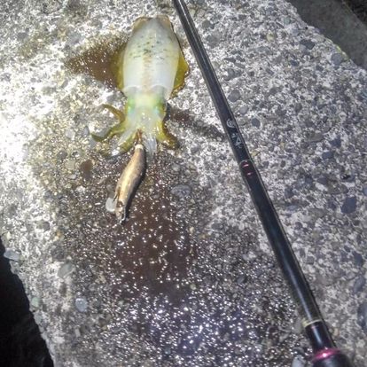 秋の夜長に・・・