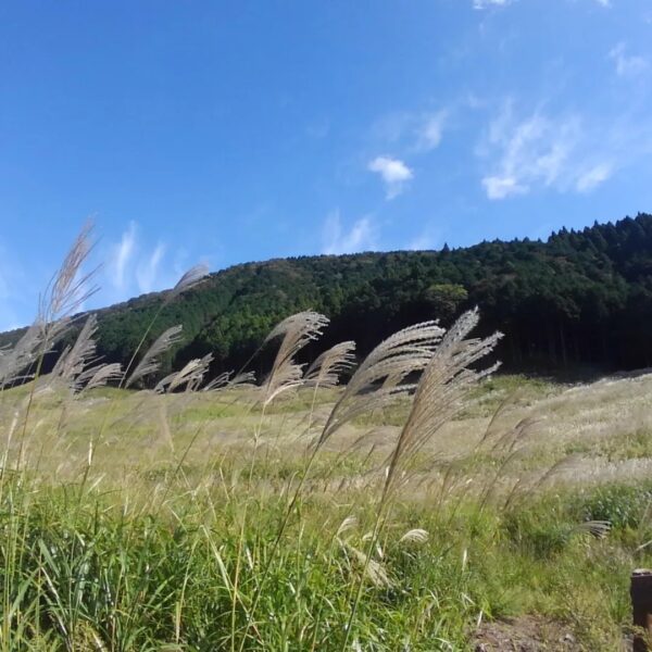 仙石原のススキ草原！
