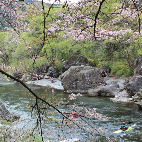 御岳周辺にしか棲息していない植物があるのを知っていますか？