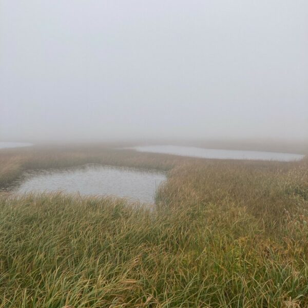 雨とガスの火打山テン泊！