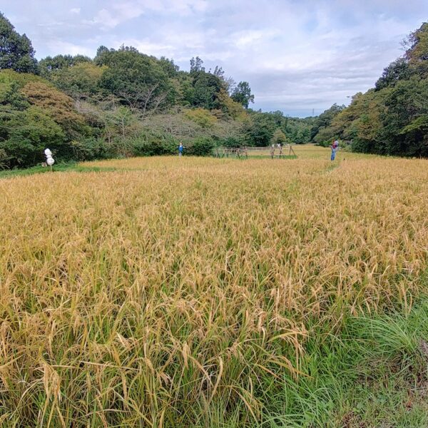 稲作体験、収穫の秋!