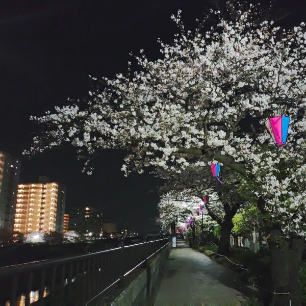 夜桜散歩!